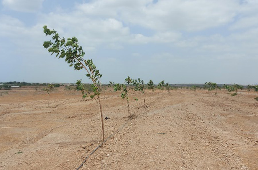 Plantation drive 3