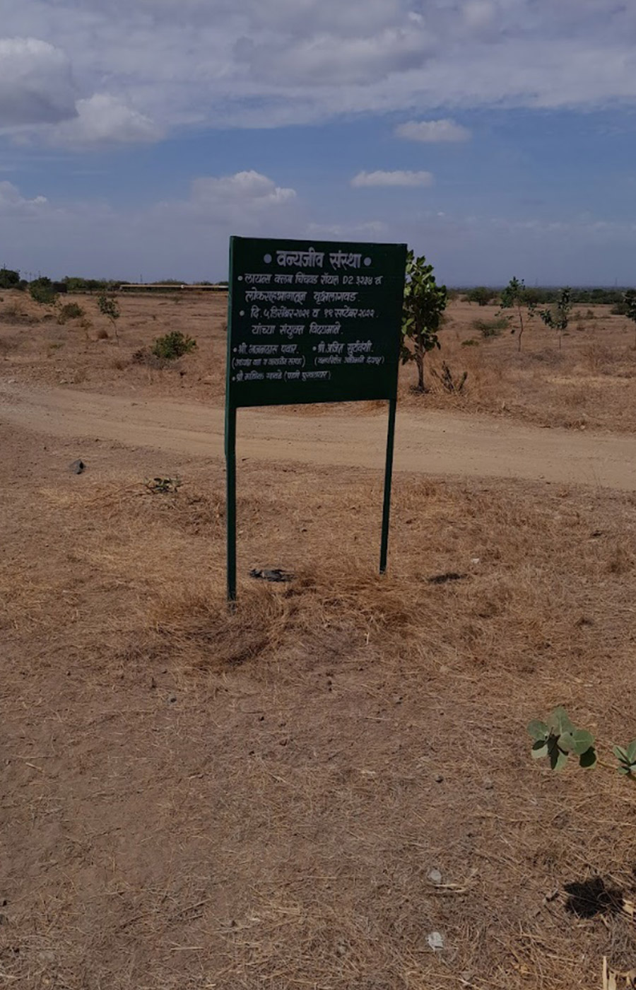 Plantation drive 3