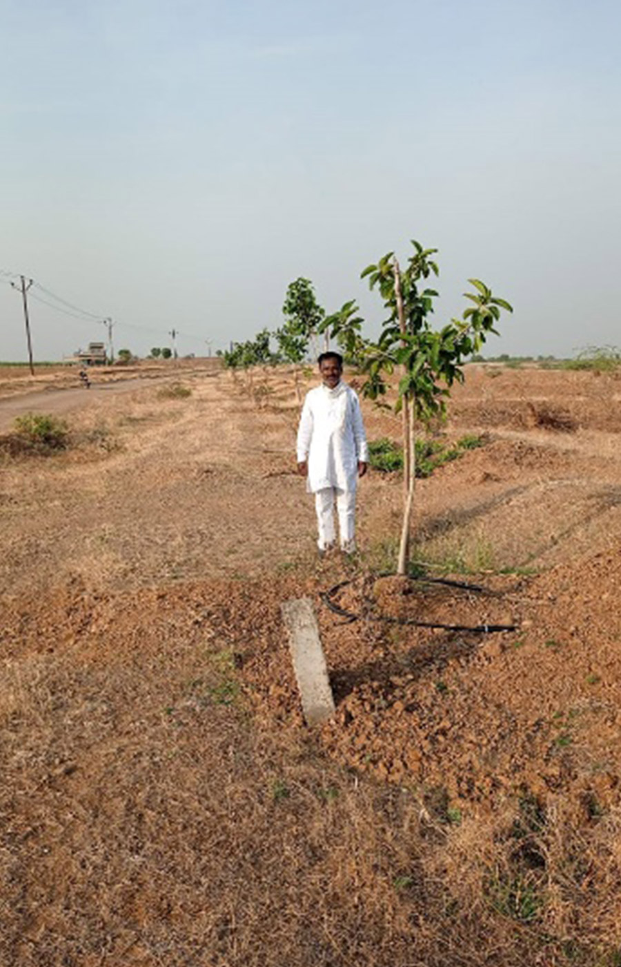 Plantation drive 3