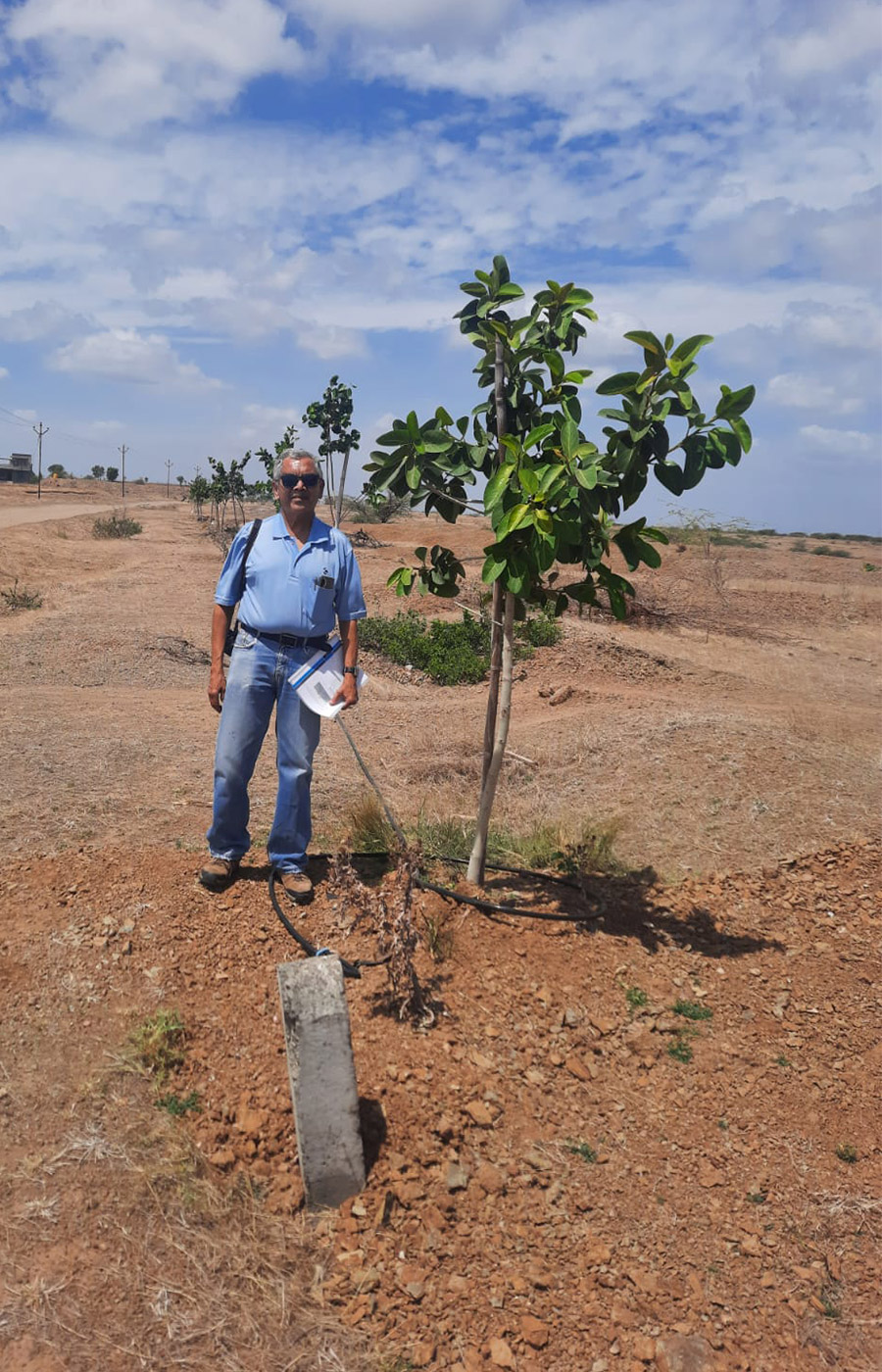Plantation 6